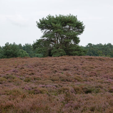 Boswachterij Staphorst