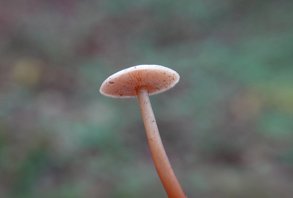Botercollybia
