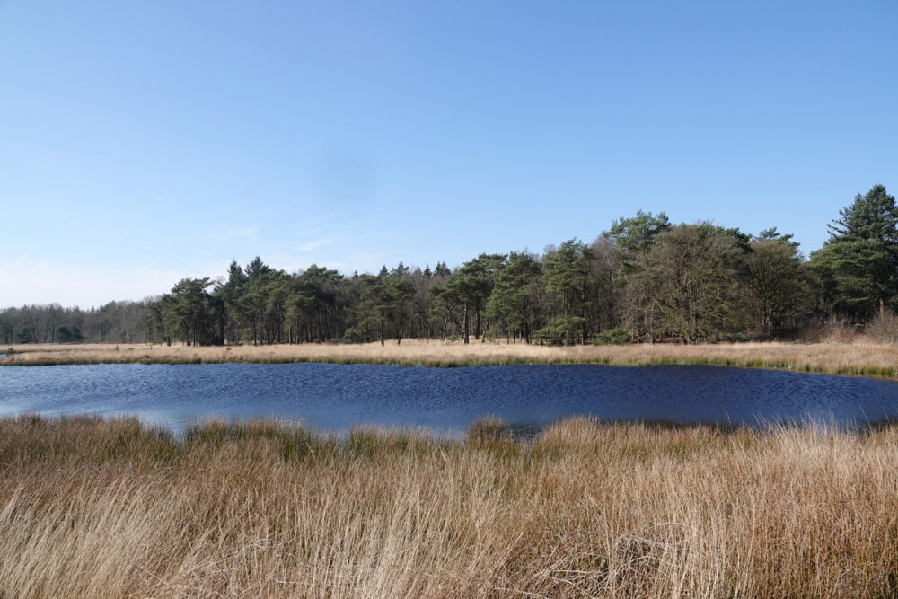 Bovenveen (Boswachterij Ruinen)