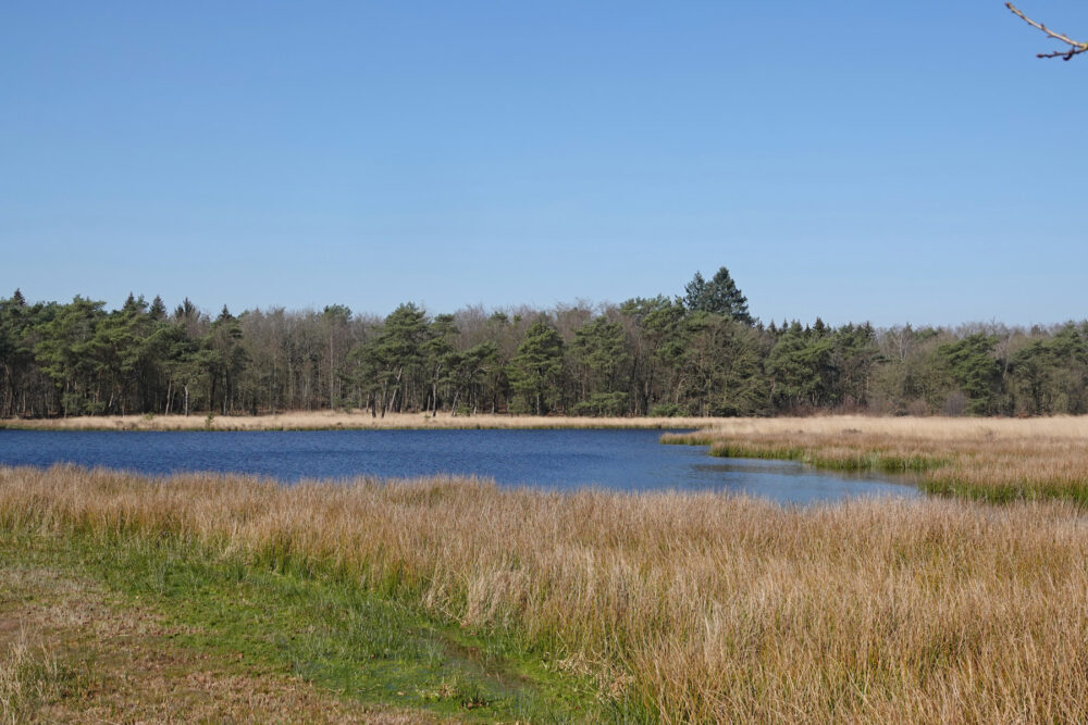 Bovenveen (Boswachterij Ruinen)