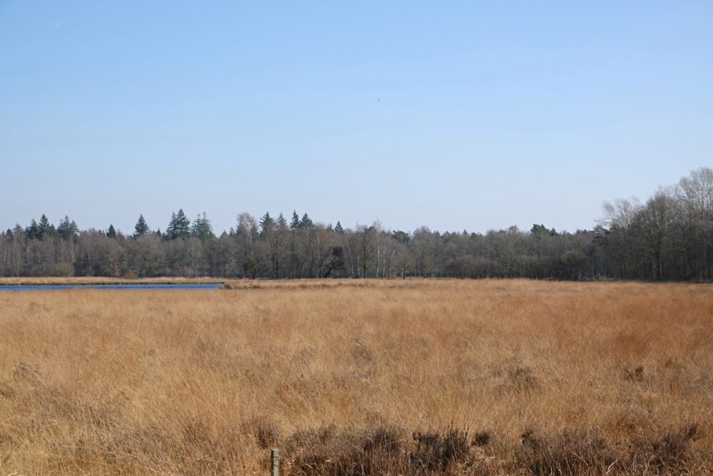 Bovenveen (Boswachterij Ruinen)