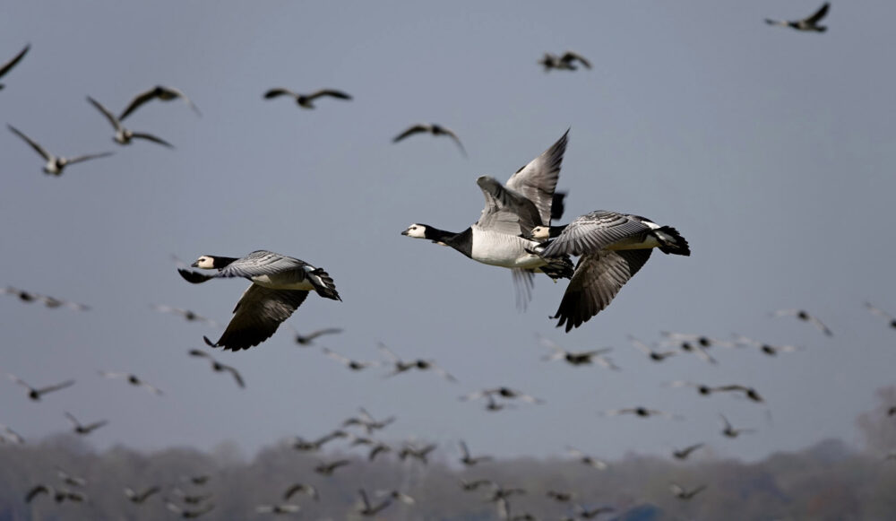 Brandganzen (Oostpolder In Zuidlaardermeergebied)