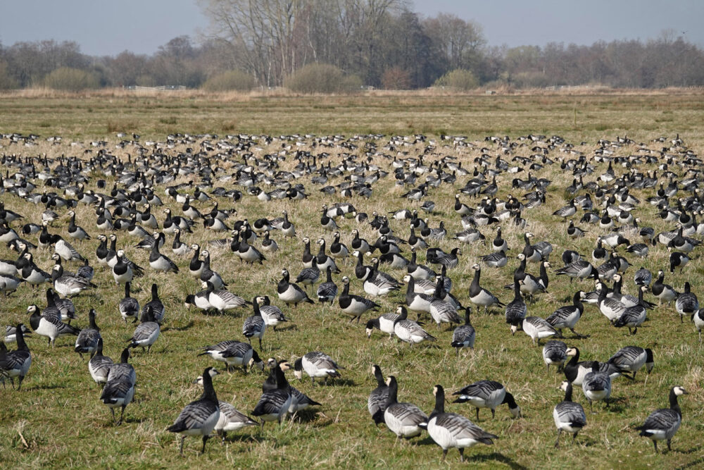 Brandganzen (Oostpolder In Zuidlaardermeergebied)