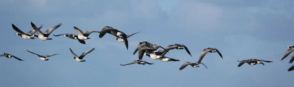 Brandganzen boven de kwelder (Emmapolder)