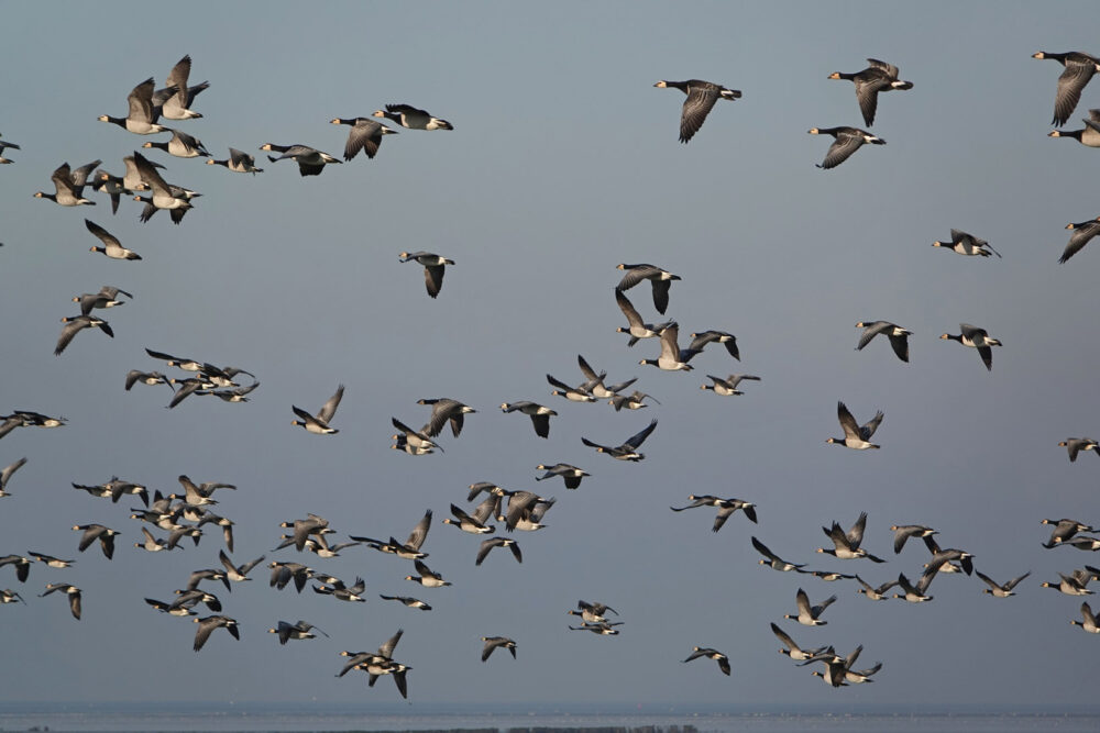 Brandganzen boven het wad