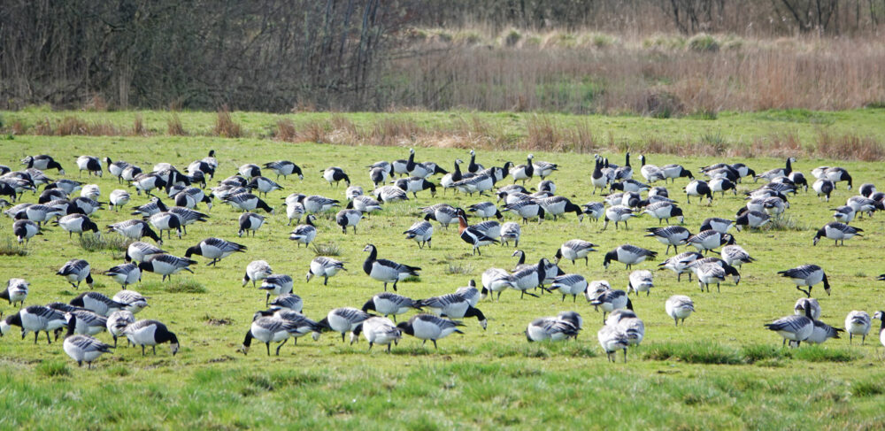 Brandganzen en roodhalsgans