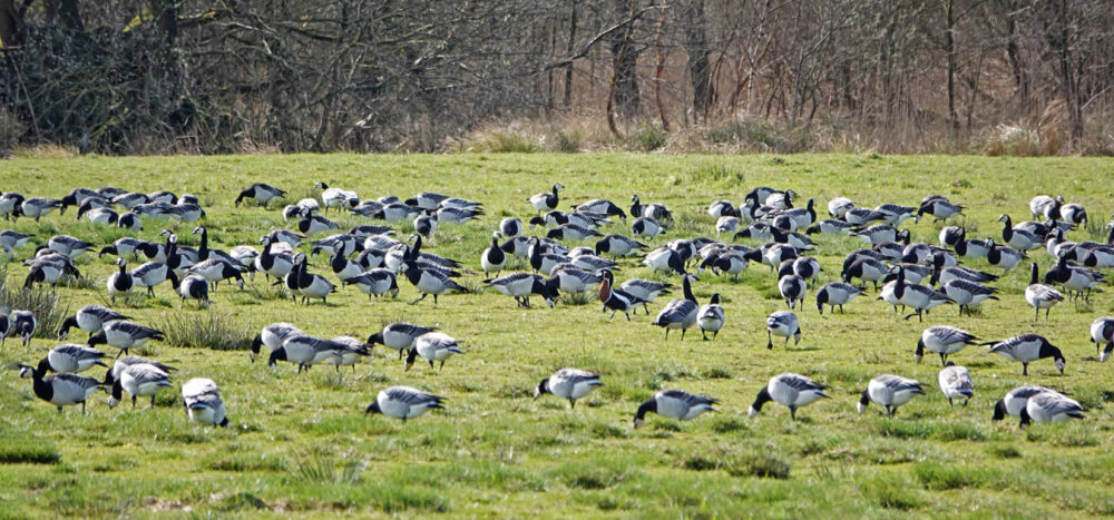 Brandganzen en roodhalsgans (Onnerpolder)