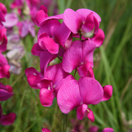 Brede lathyrus