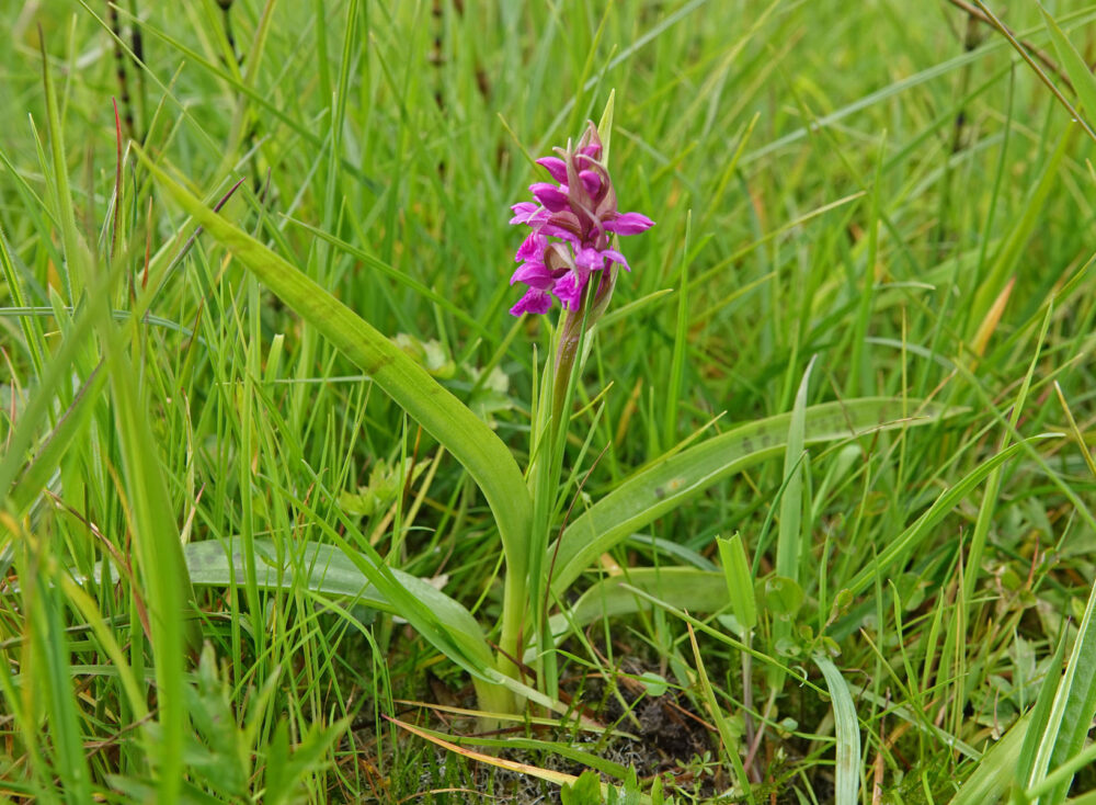 Brede orchis (Broekingweering in de Onlanden)