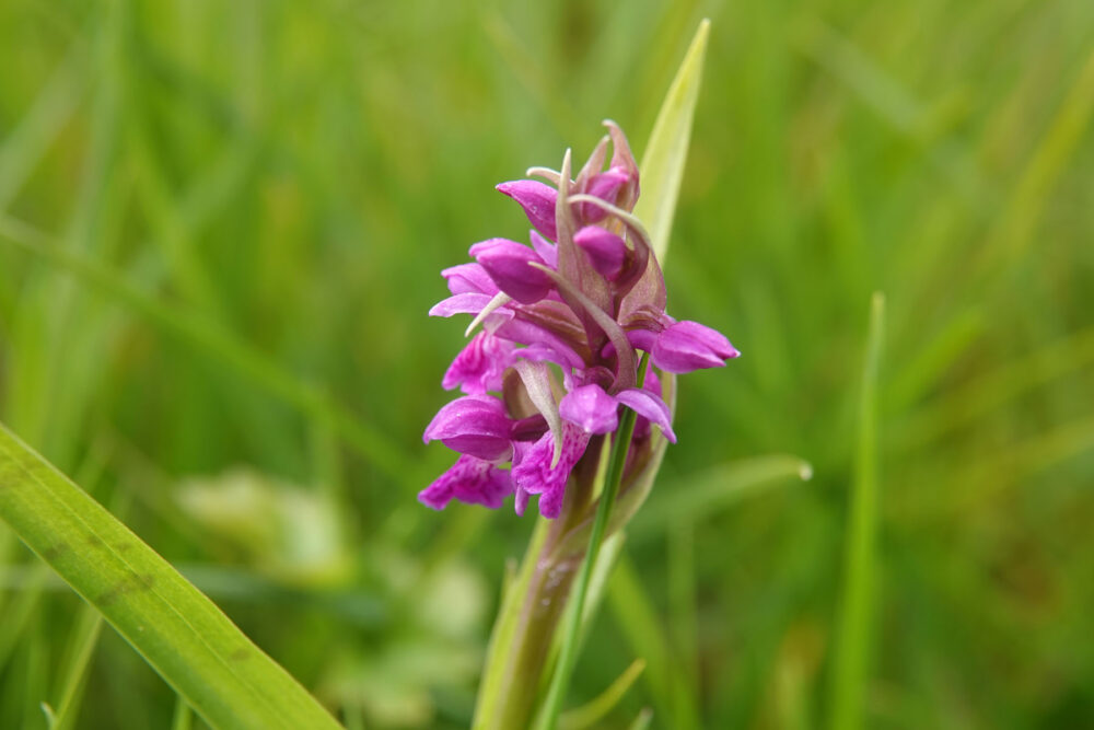 Brede orchis (Broekingweering in de Onlanden)