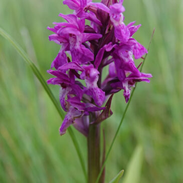 Brede orchis