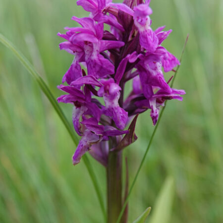 Brede orchis