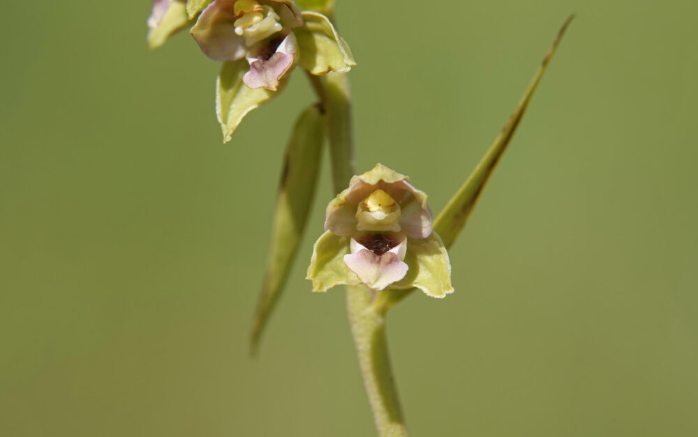 Brede wespenorchis
