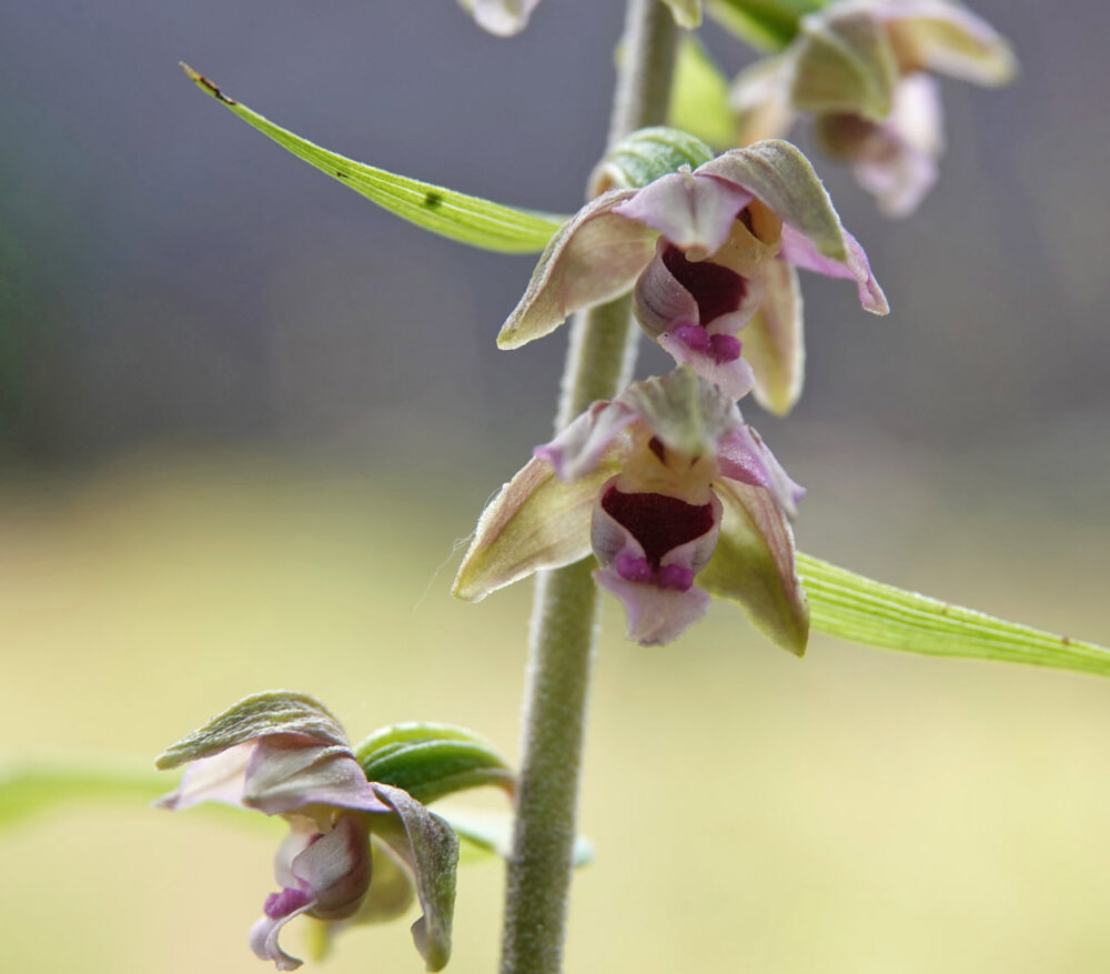 Brede wespenorchis