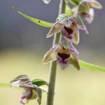 Brede wespenorchis