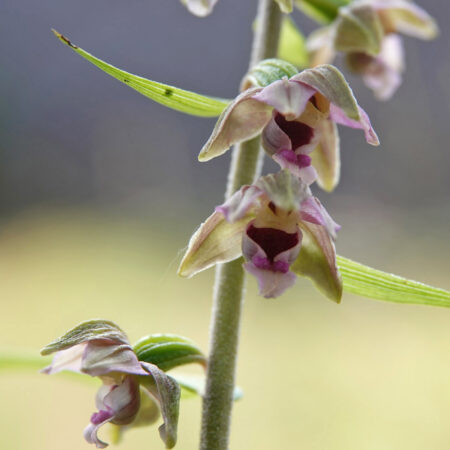 Brede wespenorchis