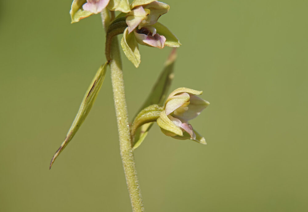 Brede wespenorchis