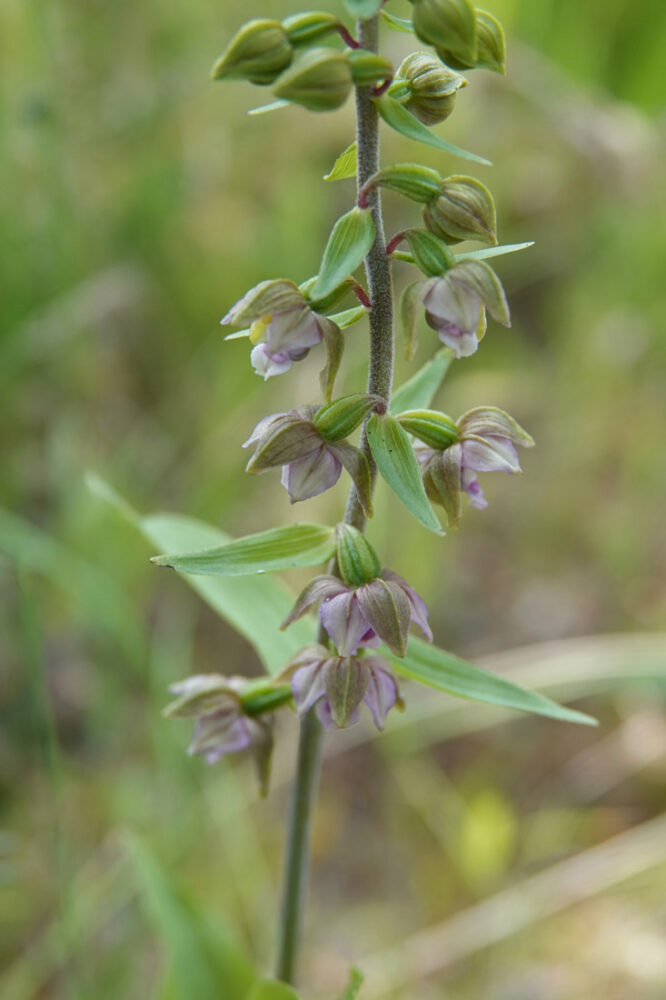 Brede wespenorchis