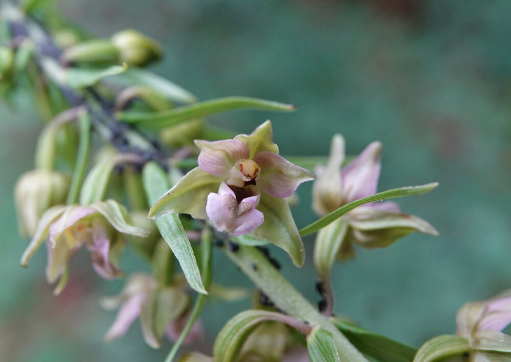 Brede wespenorchis