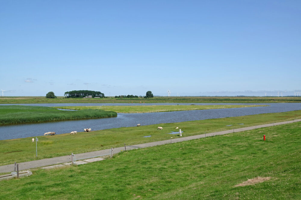 Breebaartpolder in de zomer