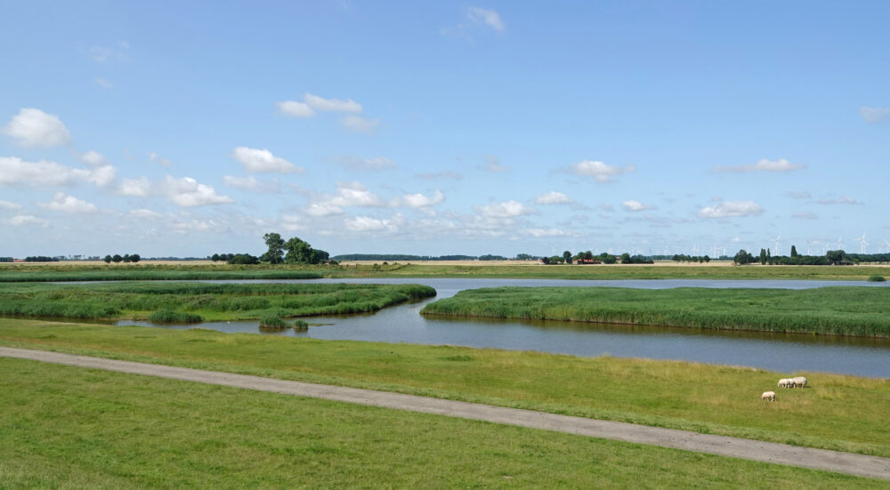 Breebaartpolder in de zomer