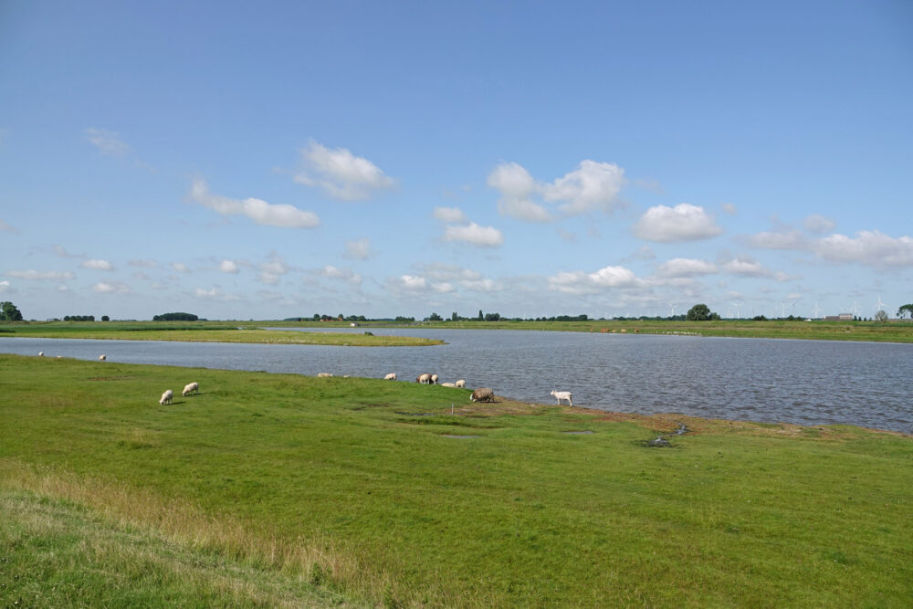 Breebaartpolder in de zomer