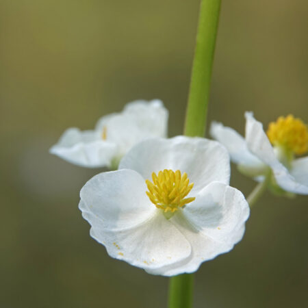 Breed pijlkruid