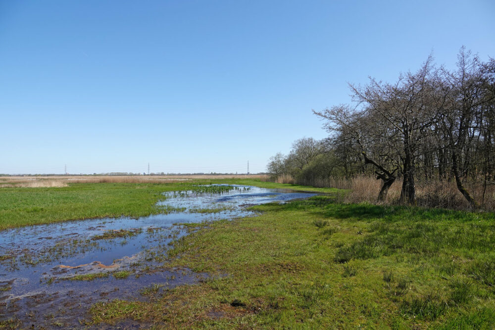 Broekbos Groot Waal (Matslootgebied)