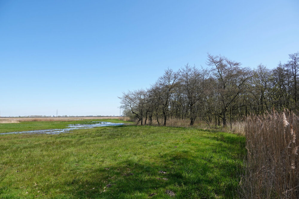 Broekbos Groot Waal (Matslootgebied)