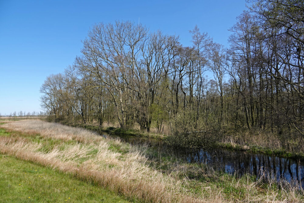 Broekbos Groot Waal (Matslootgebied)