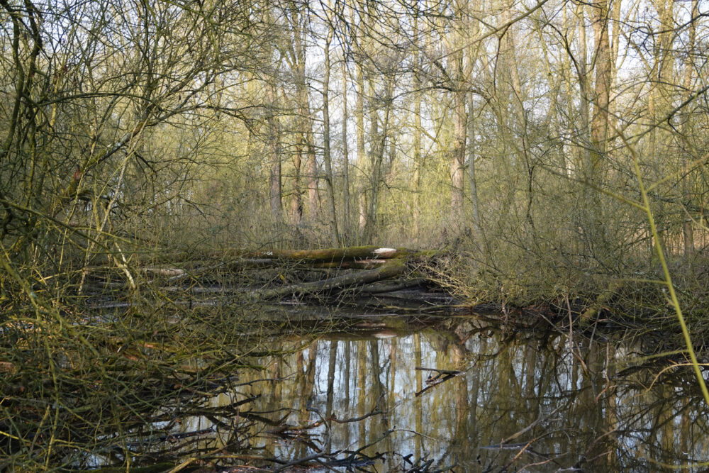 Broekbos in De Krang