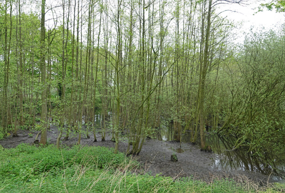 Broekbos op landgoed Middachten