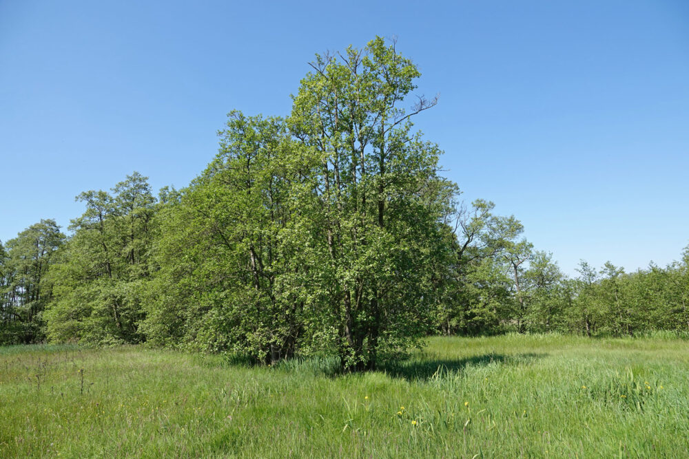 Broekenweering
