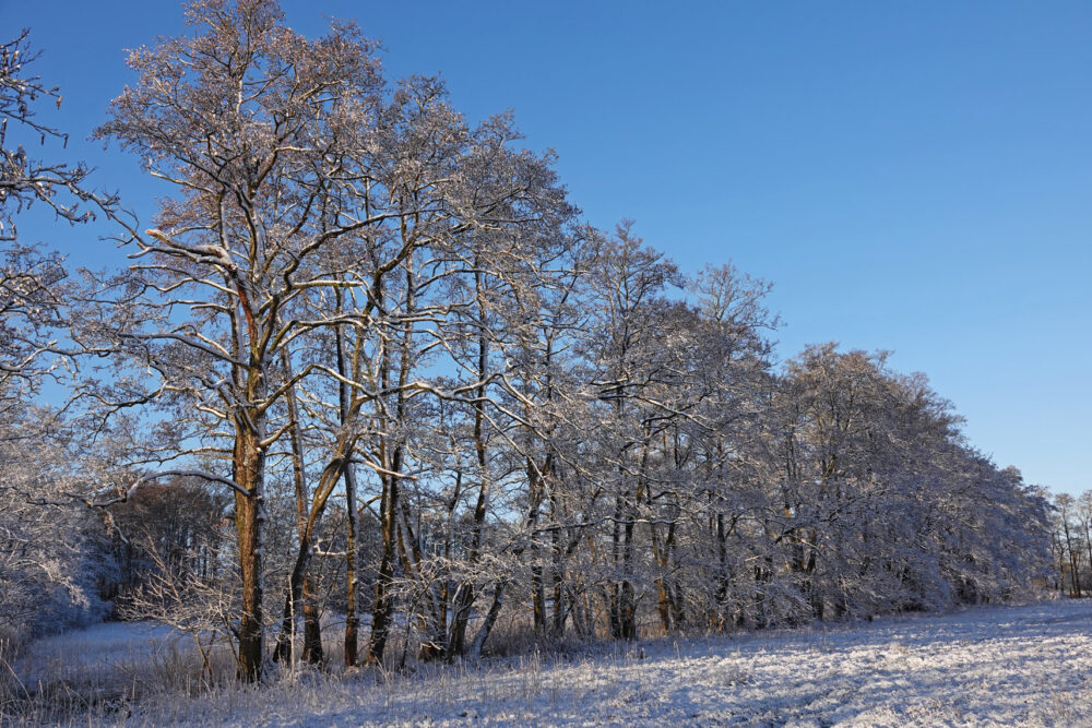 Broekenweering in de sneeuw (Onlanden)