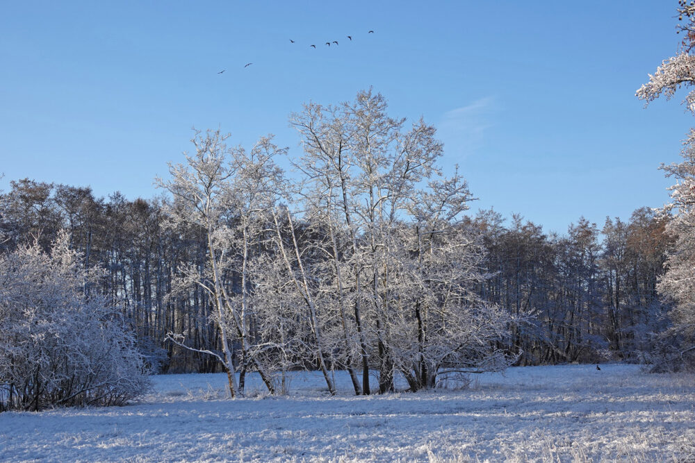 Broekenweering in de sneeuw (Onlanden)
