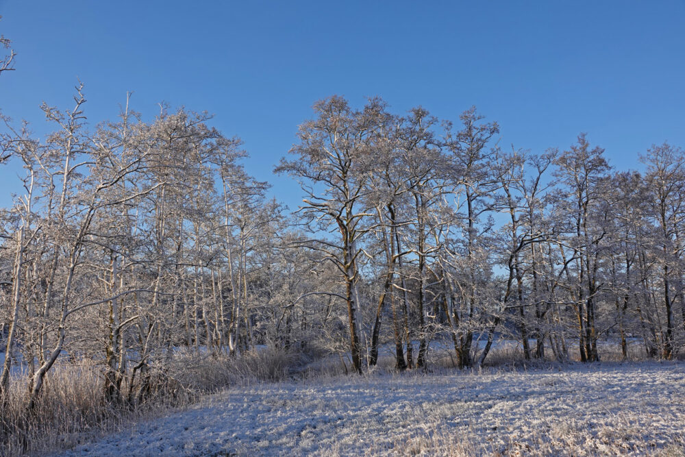 Broekenweering in de sneeuw (Onlanden)