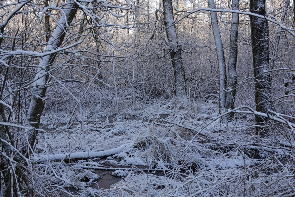 Broekenweering in de sneeuw (Onlanden)