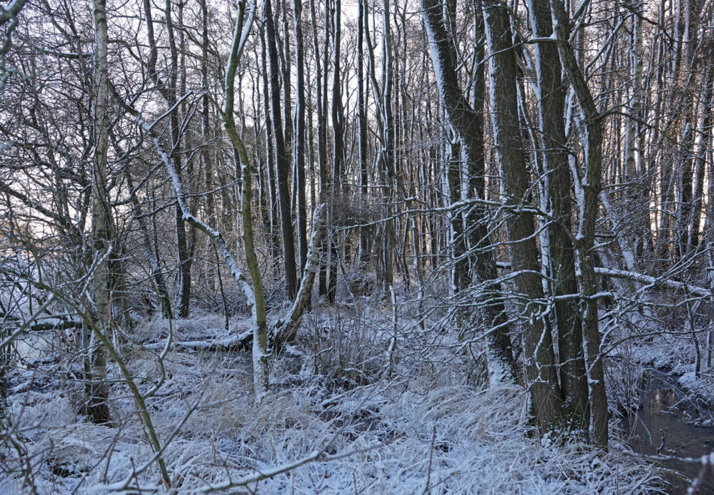 Broekenweering in de sneeuw (Onlanden)