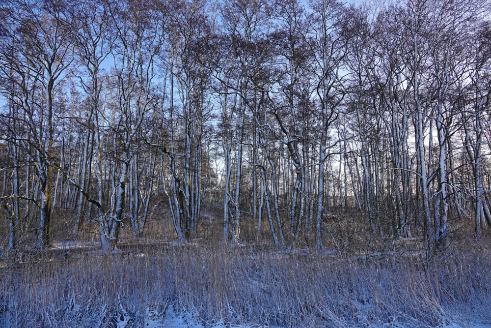 Broekenweering in de sneeuw