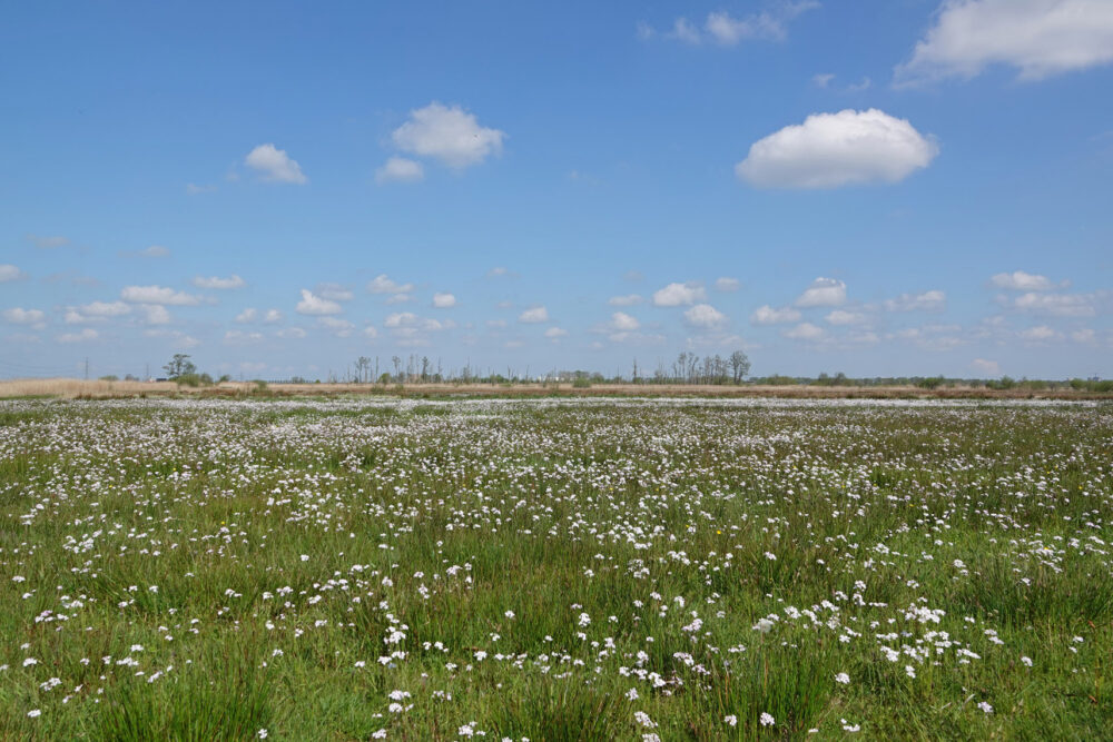 Broekenweering in het voorjaar (Onlanden)