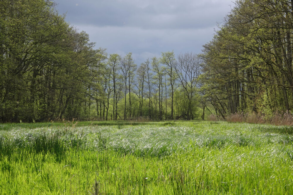 Broekenweering in het voorjaar (Onlanden)