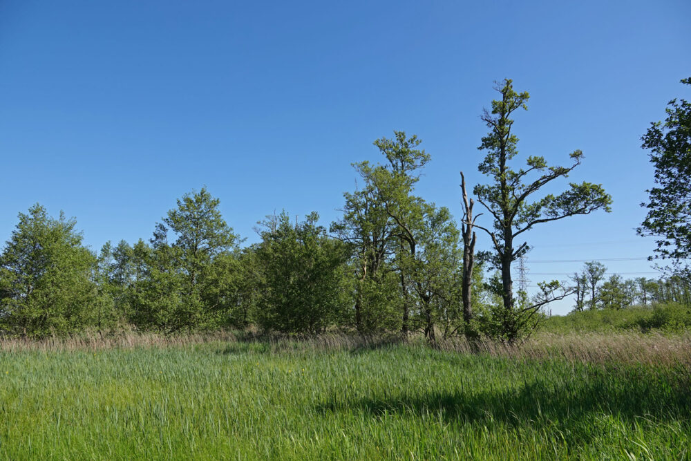 Broekenweering