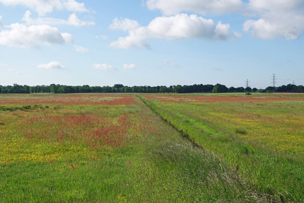 Broekstukken in het voorjaar (Onlanden)