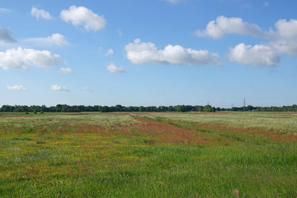 Broekstukken in het voorjaar (Onlanden)