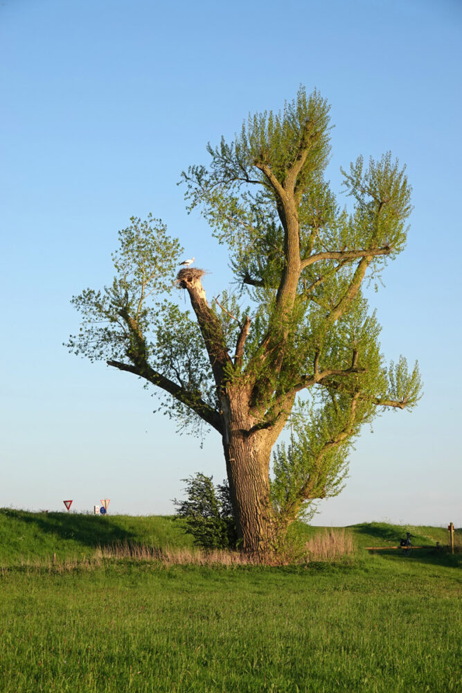 Bronkhorsterwaarden