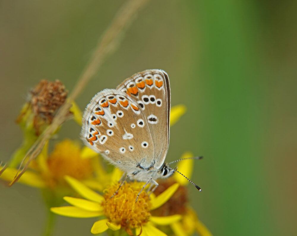 Bruin blauwtje