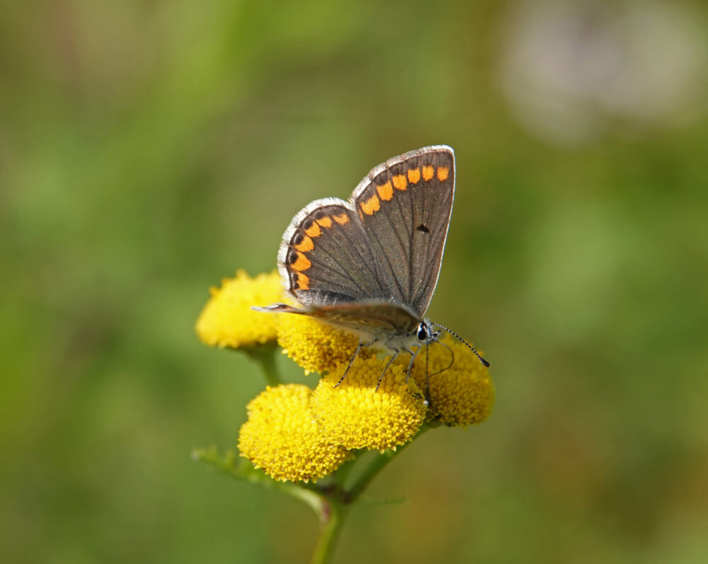 Bruin blauwtje