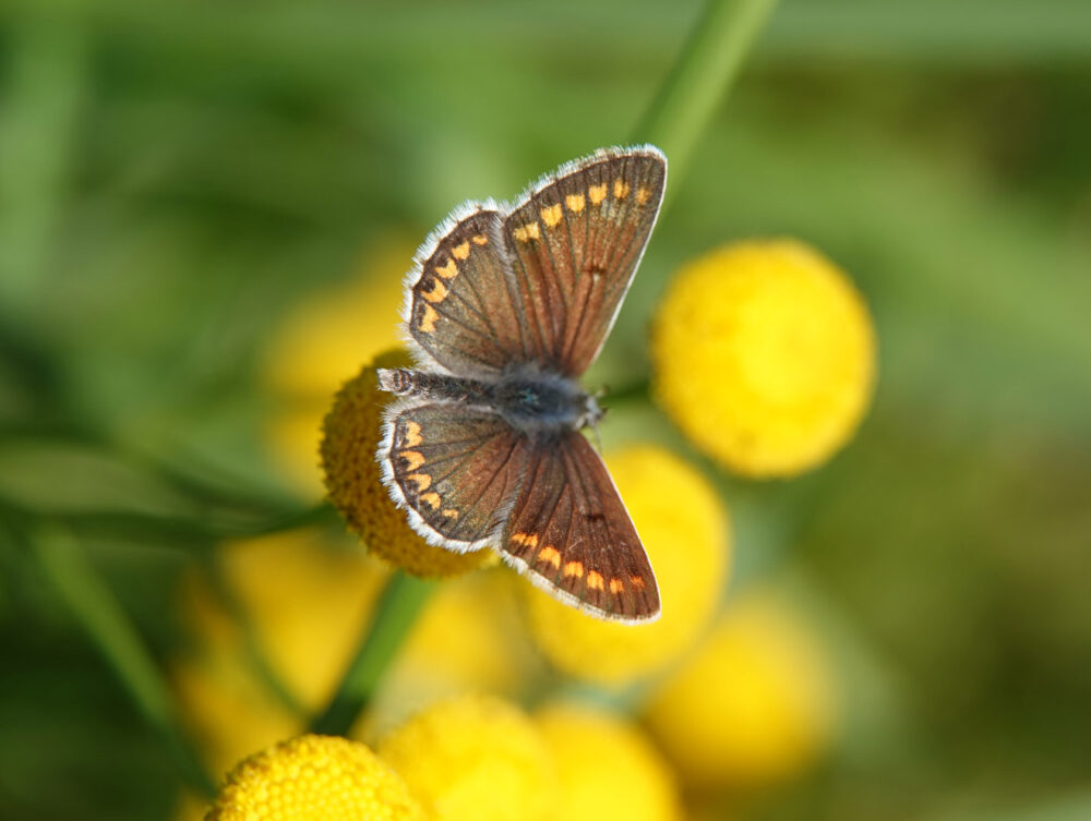 Bruin blauwtje