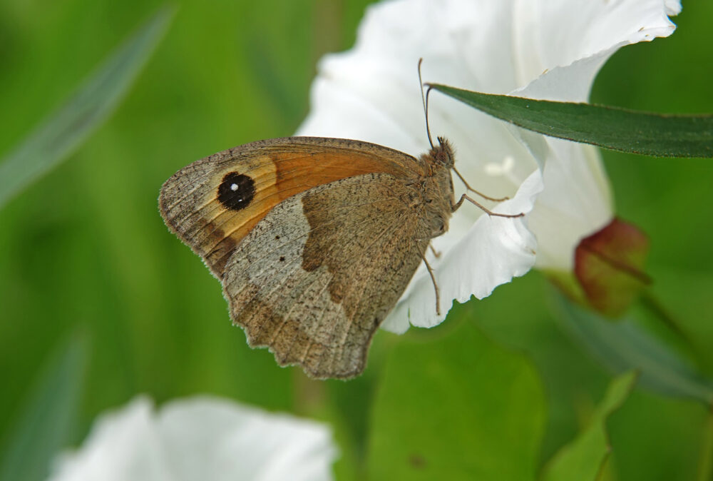 Bruin zandoogje