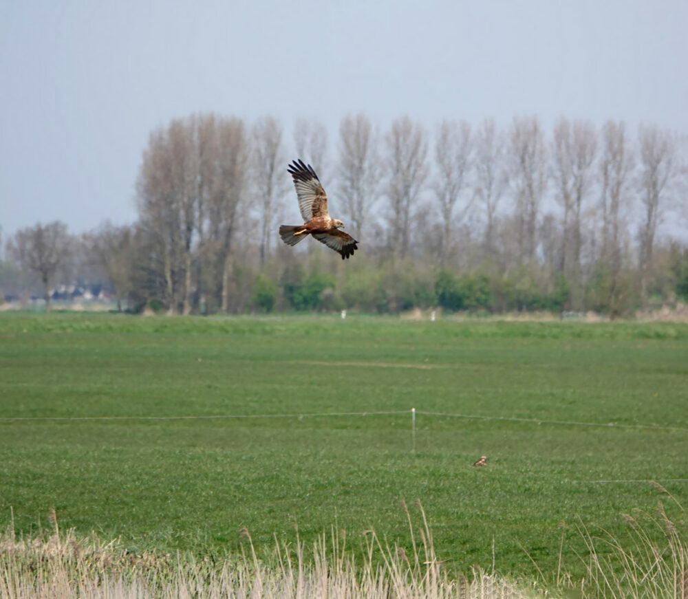 Bruine Kiekendief